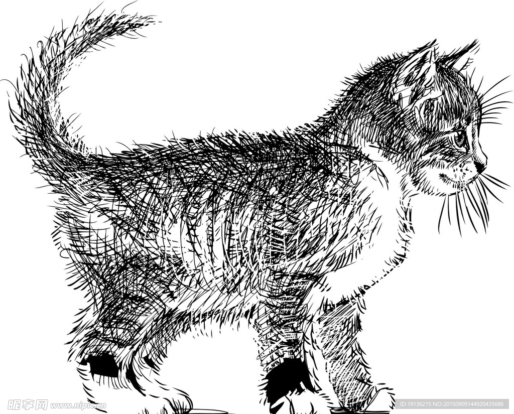 可爱的小猫