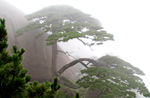 黄山风光 黄山旅游 黄山美景