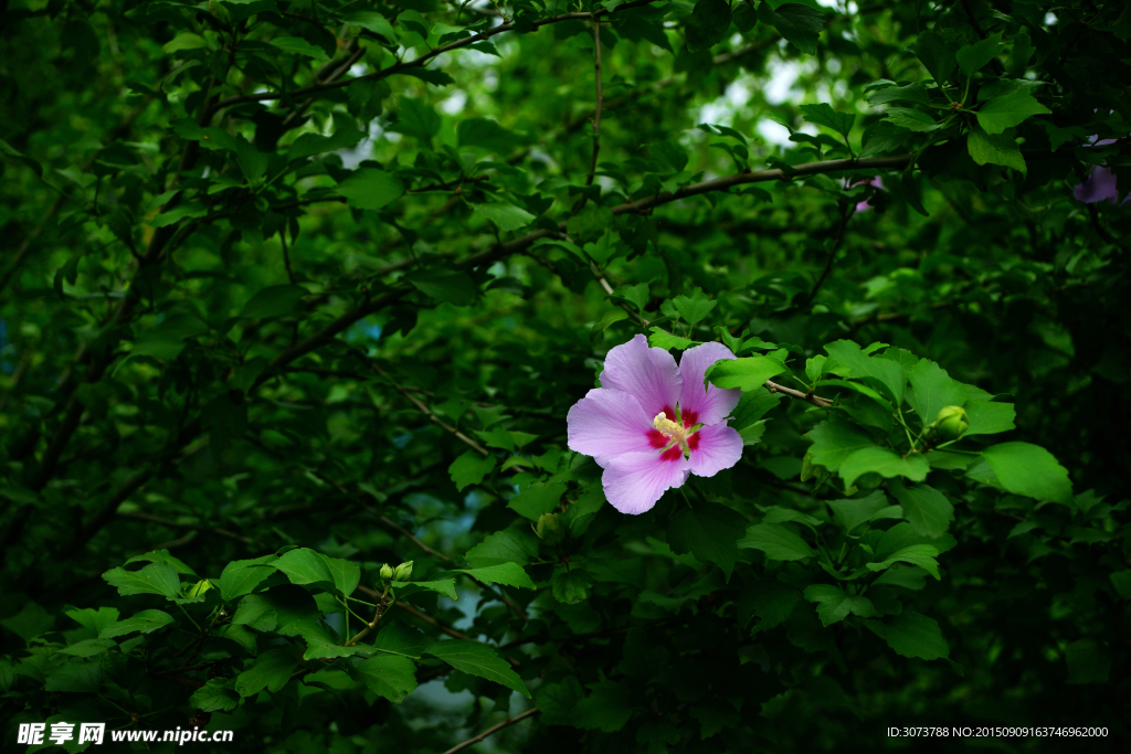 木槿