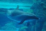 珠海 横琴长隆 海豚