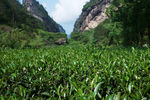 武夷岩茶  岩茶  茶叶  茶