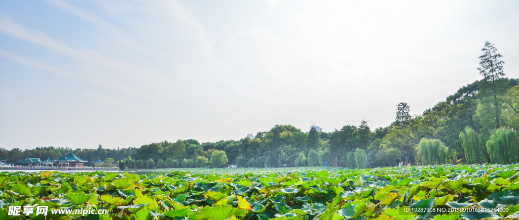 东湖的夏荷