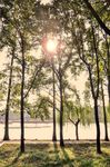 午后林荫
