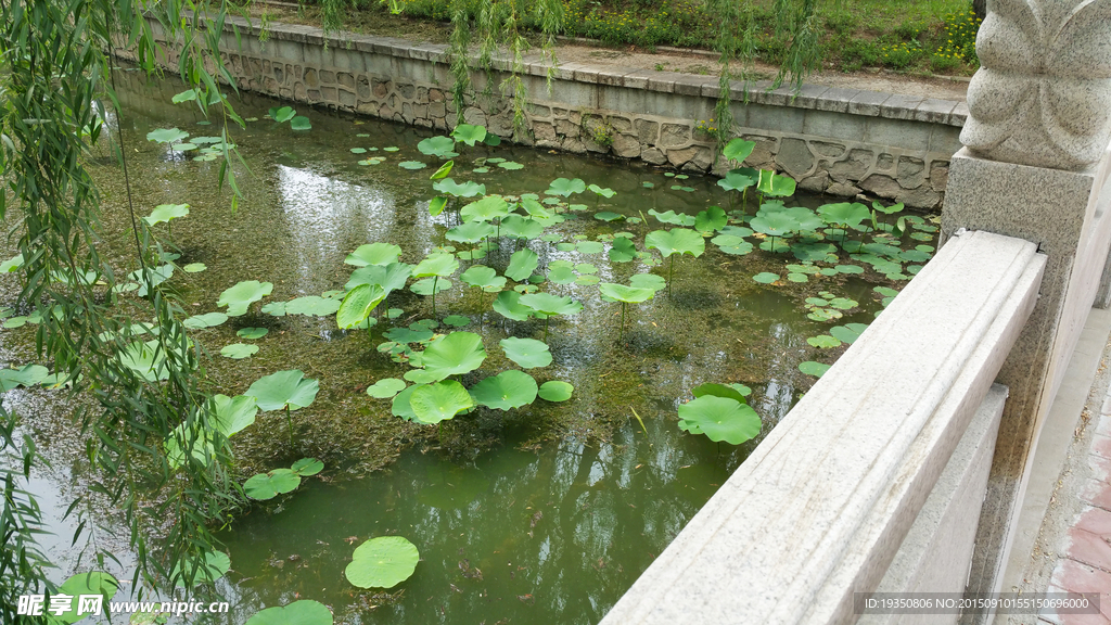 河水中的荷叶