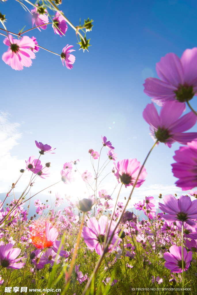 格桑花