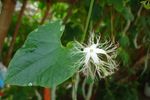 小白花  爬藤植物   温室