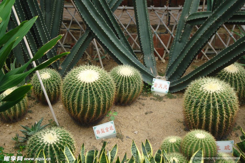 仙人球