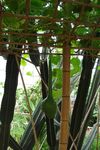 鹤首瓜 爬藤植物   温室