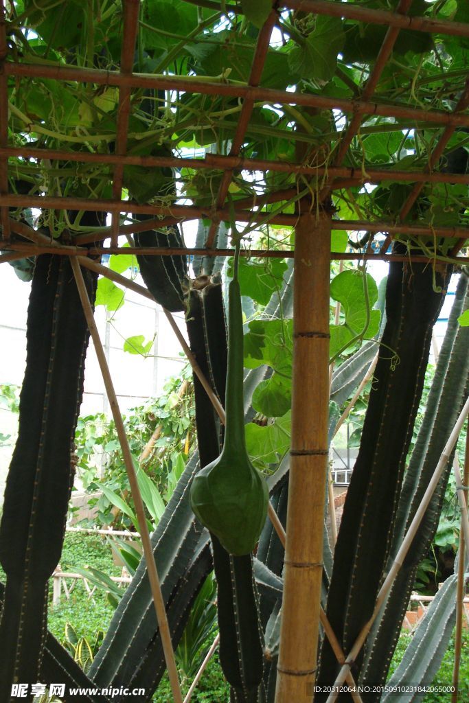 鹤首瓜 爬藤植物   温室