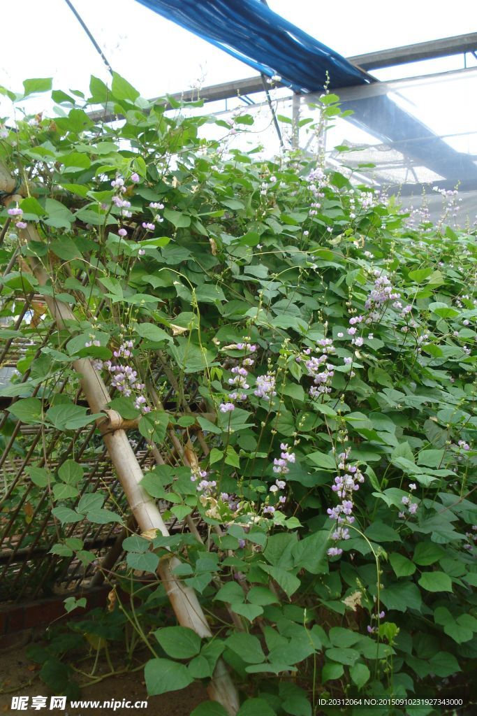 风铃花