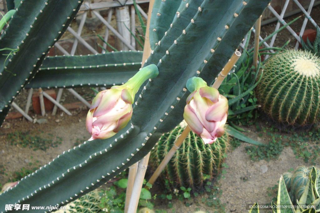 量天尺  开花  仙人掌