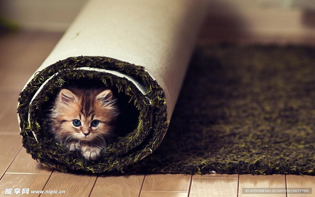 猫咪壁纸