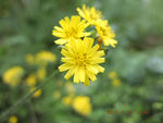 野菊花