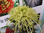 绿菊花