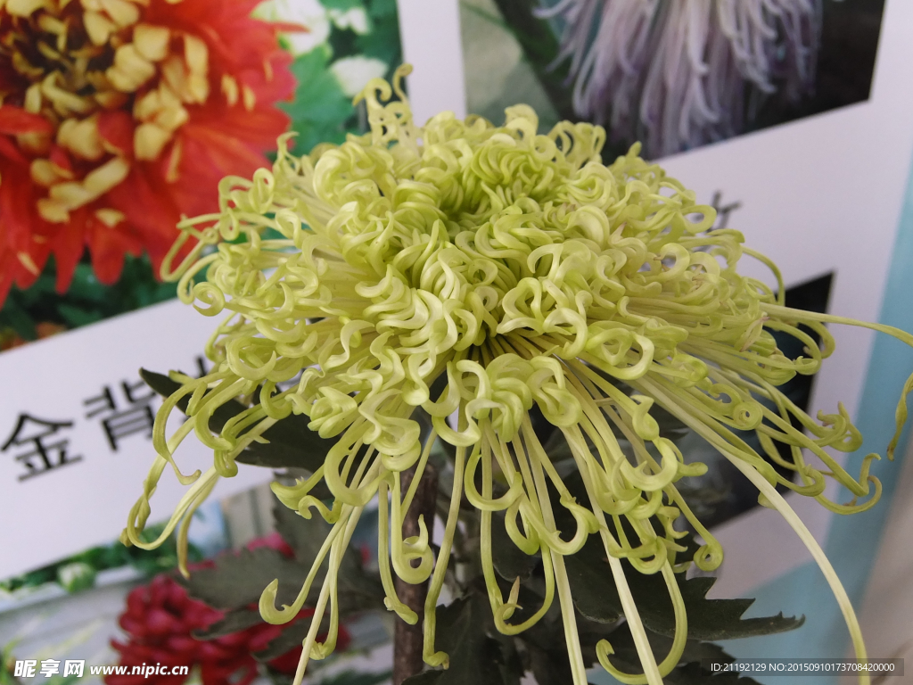 绿菊花