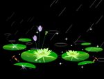 雨中睡莲