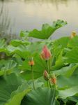 花瓣落尽后