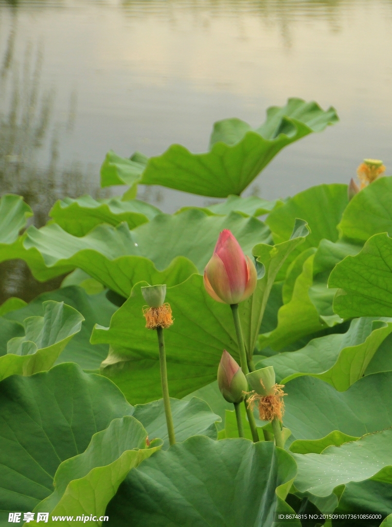 花瓣落尽后