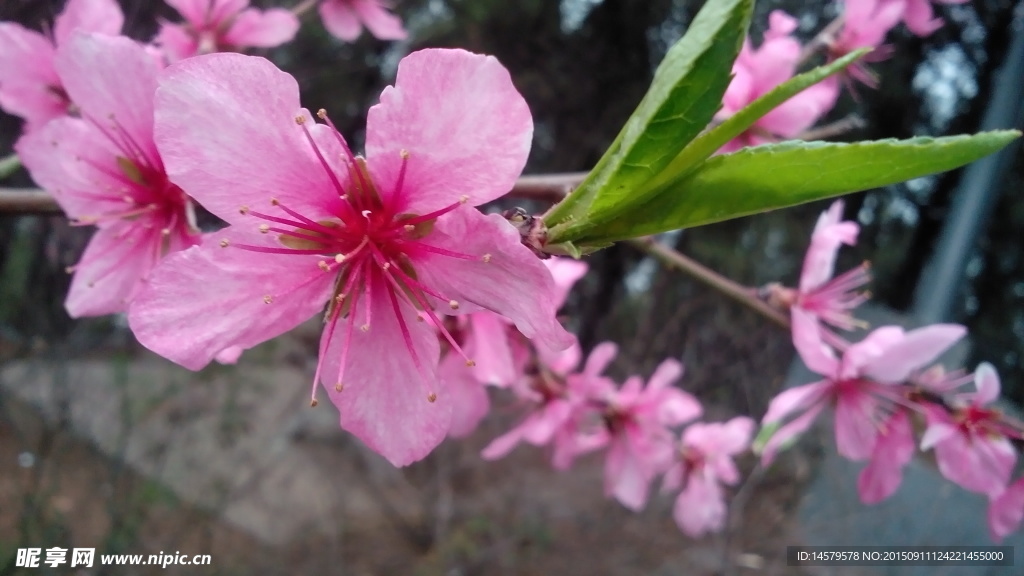 春天桃花开