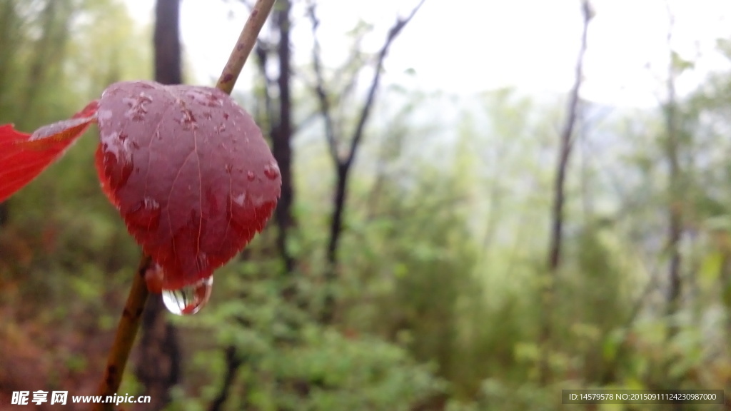 雨后红叶