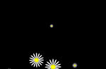 花卉动态背景视频