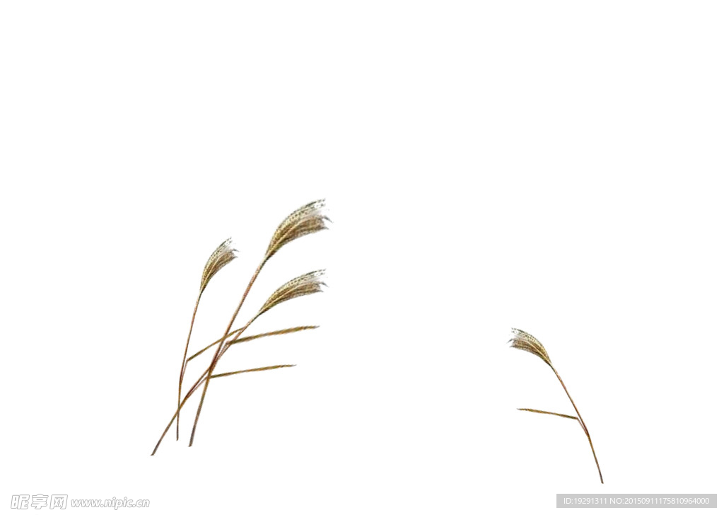 狗尾草动态背景视频
