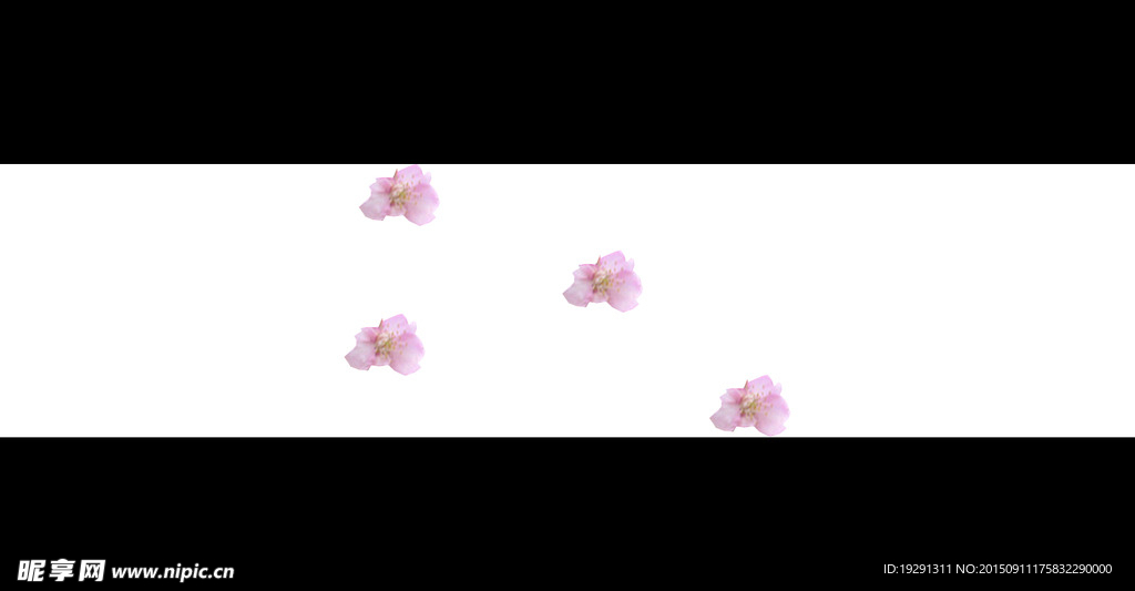 动态花卉背景视频
