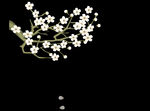花枝动态视频