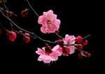 花卉动态视频
