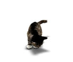 猫猫动态视频