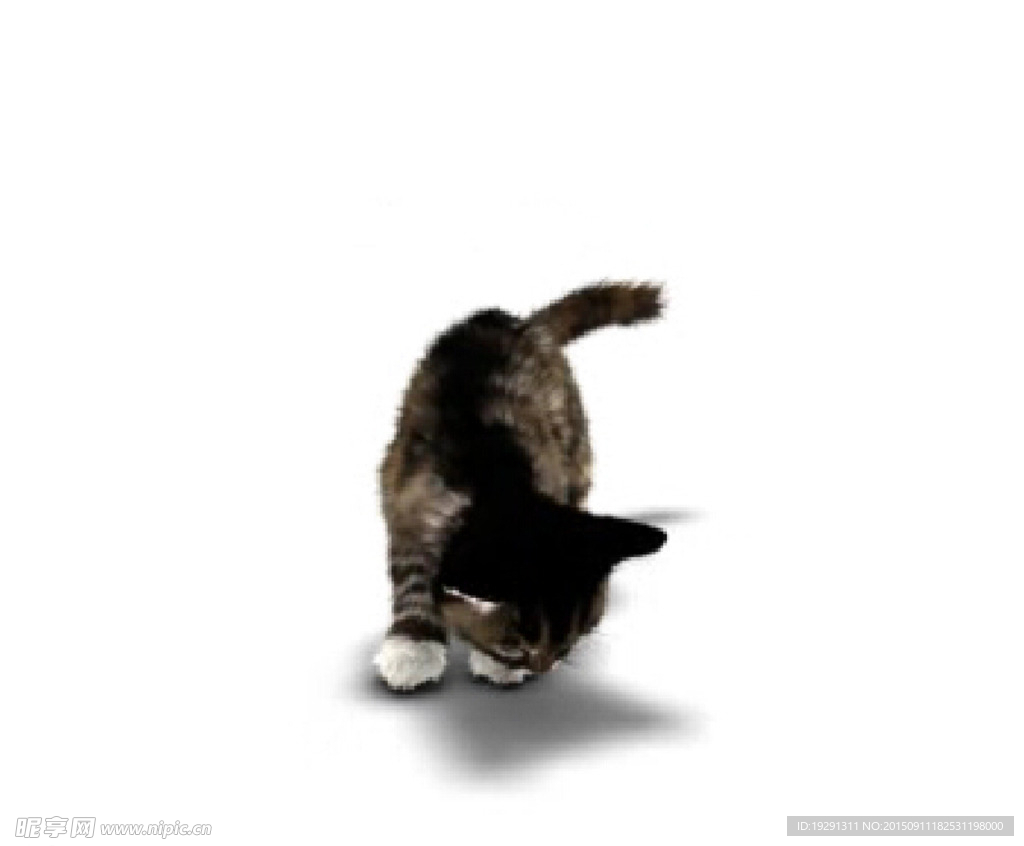 猫猫动态视频