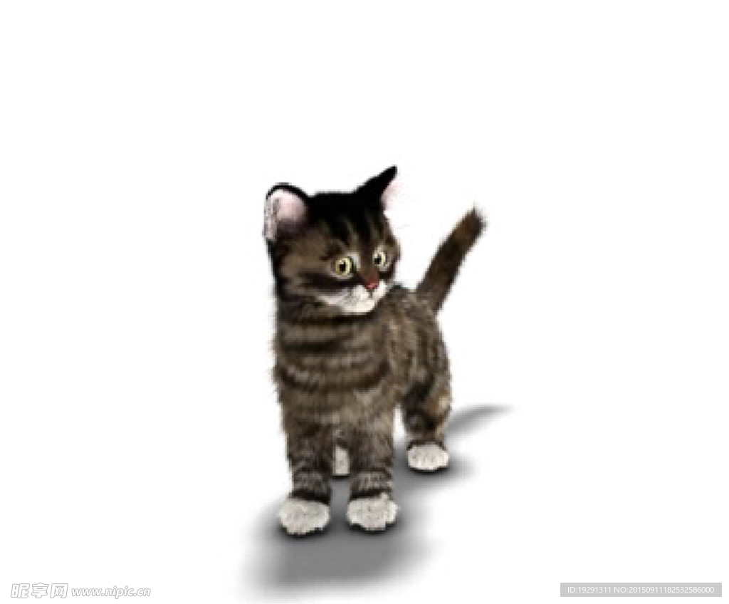 猫猫动态视频