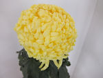 黄菊花