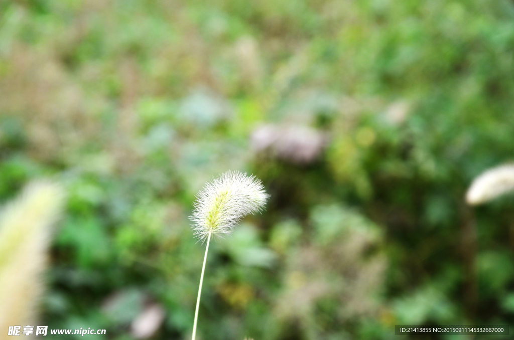 狗尾巴草