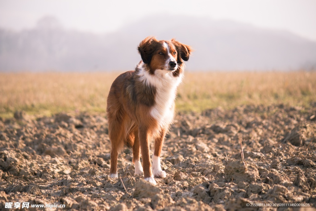 边境牧羊犬