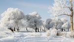 雪松、冰天雪地