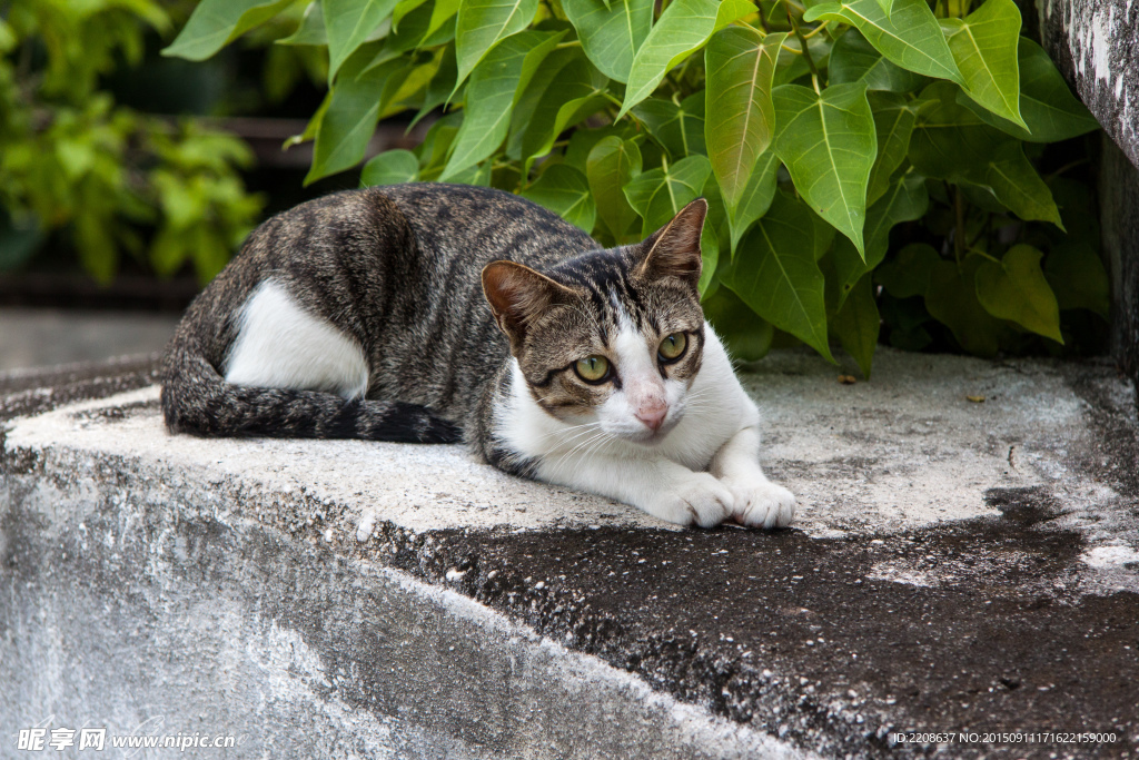 马来西亚流浪猫