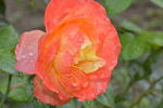 月季花