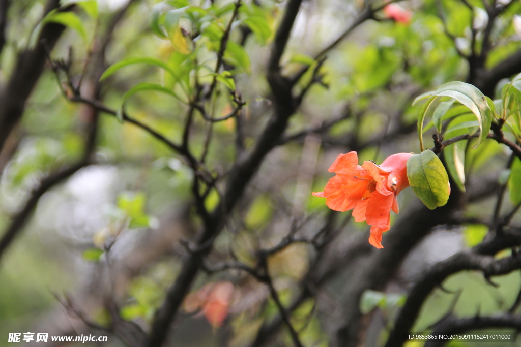石榴花