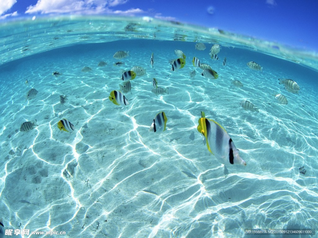 海