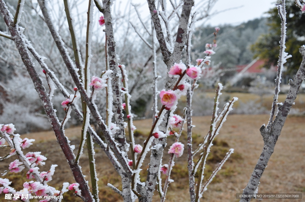 雪中红梅