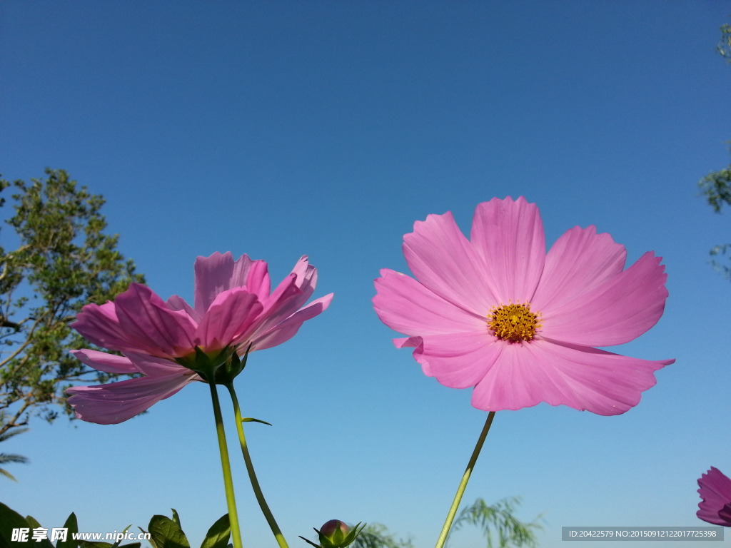 格桑花
