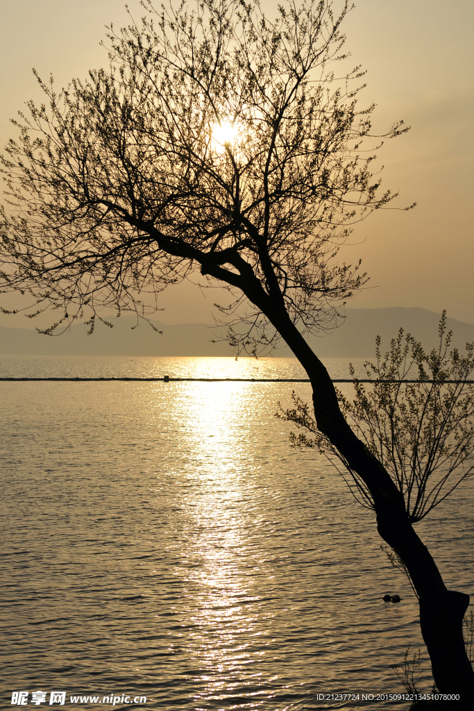 傍晚湖边 落日 夕阳 夕阳古树