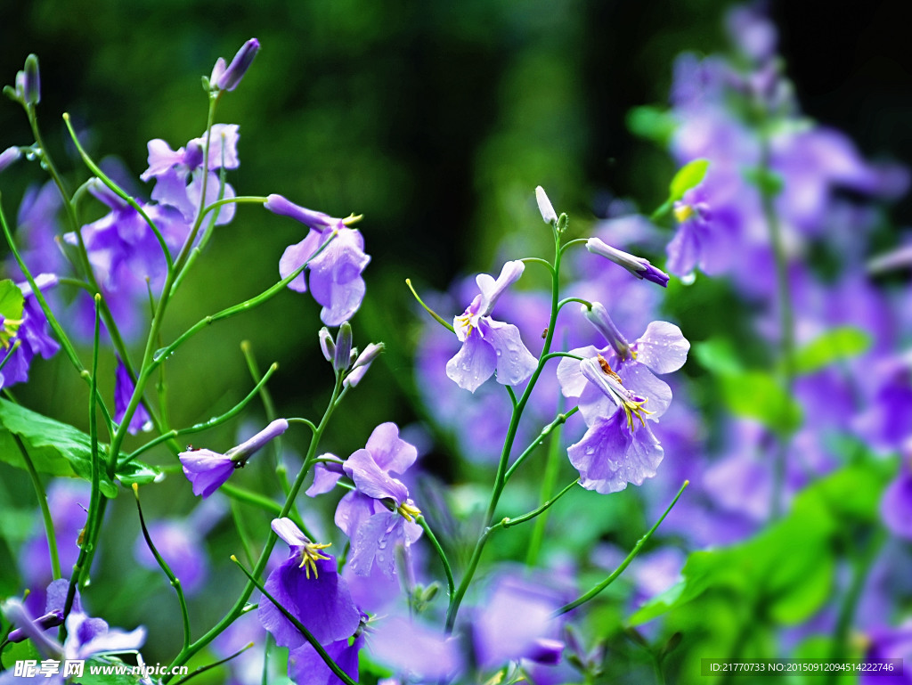 小花