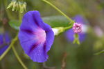 牵牛花