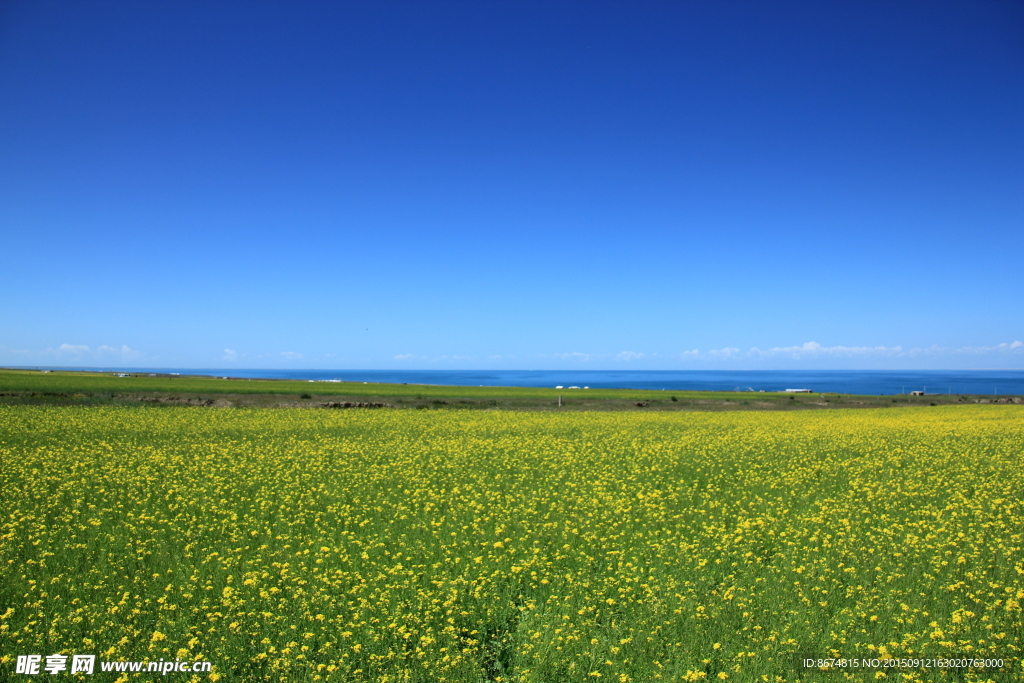 湖畔油菜花