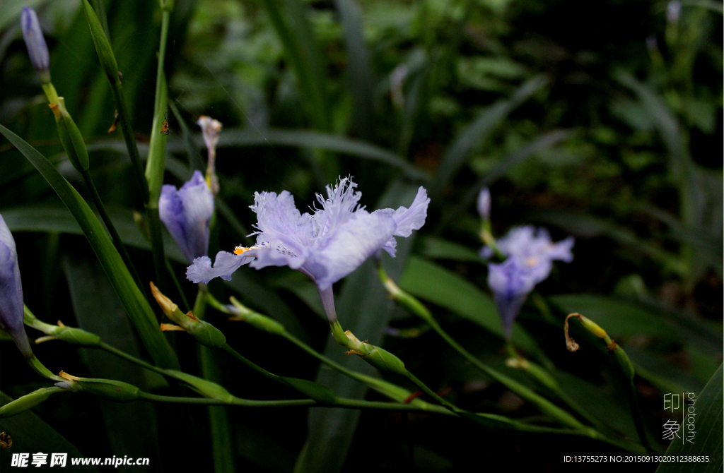 水仙花