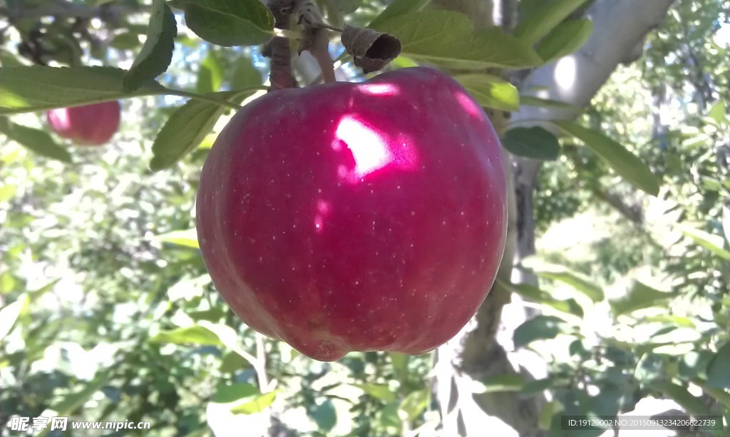 红苹果