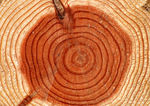 木材   木纹  质感  背景