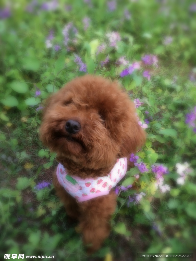 泰迪 狗狗